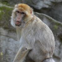 Neuesten Studien zufolge verfügen Makaken über ein Bewusstsein. Foto: Dieter Diskovic