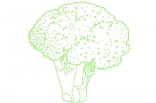 Illustration eines Brokkolis. Illustration: Christina Uhl